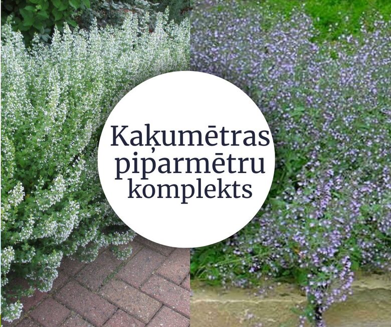 Kaķumētras piparmētra Blue Cloud un White Cloud - 4 stādi